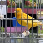 Sarı Kanaryalar Genç İri Boy Öten
