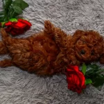 Toypoodle Yavrularımız