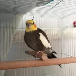 Evcil Konuşan 2 Yaşında Sultan Papağanı Erkek