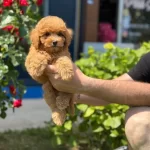 Sevimli Toy Poodle Yavrularımız