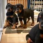 %100 Orjinal Doberman Yavrular Kapıda Ödeme Mevcut
