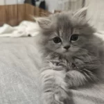 2 Aylık British Longhair Çok Uysal Ve Cana Yakın