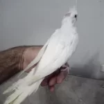 Evcil Albino Sultan Papağanı Yavrular