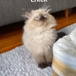British Longhair Chocolate Point Erkek