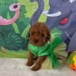 Toy Poodle Yavrularımız