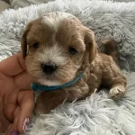 Maltipoo Yavrularımız