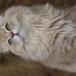British Longhair Erkek Kedimiz