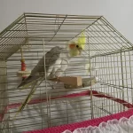 1 Yaşında Dişi Kızgınlıkta Sultan Papağanı