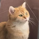 Golden Ny12 Dişi Kedimiz