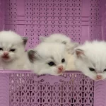 Şampiyon Kan Hatlarından Safkan Ragdoll Bebekleri!
