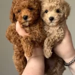 Sağlıklı Toy Poodle Yavrumuz