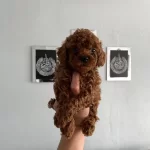 Toy Poodle Bebekler Orijinal