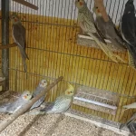 Hobiciden Bebek Sultan Papağanlar