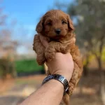 Sağlıklı Maltipoo Yavrumuz