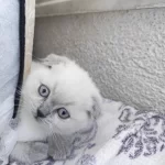 Scottish Fold 50 Günlük Yavrular