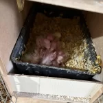 5 Yavrulu Kusursuz Lutino Takim Sultanlar