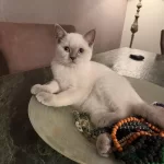 2 Beyaz British Shorthair Blue Point Yavru