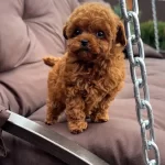 Kore Kan Toy Poodle Yavrular Kg Garantili Aşılı