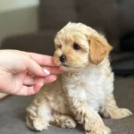 Maltipoo Bebeklerimiz