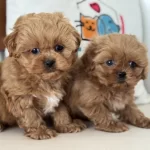 Ankarada Wc Eğitimli Kore Maltipoo Lar Ziyarete Açık