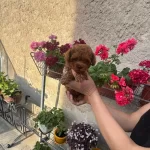 Aşili Pasaportlu Toy Poodle Yavrularımız