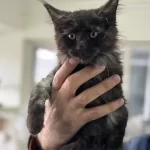 Ankarada Ziyarete Açık Maine Coon Yavrular