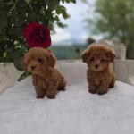 Toypoodle Yavrularımız