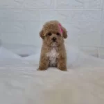 Maltipoo Yavrularımız
