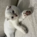 Tatlı Scottish Fold Oğlumuz Rio