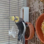 Erkek Sultan Papağanı 1 Yaşında