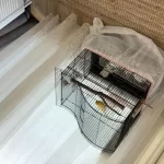 Çok Güzel Öter Erkek Bilezikli Kanarya