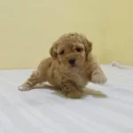 İrk Garantili Maltipoo Yavrulari