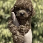 Harika Toy Poodle Cinsi