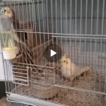 2 Tane Erkek Sultan Papağanı