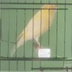 Erkek Bangir Bangir Oter Durumda Lanksair Tepeli Kanarya