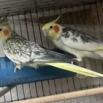 Bir Çift Sultan Papağanı Vardır