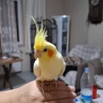 Acil Satılık Sultan Papağanı