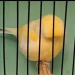 Dikkat Harika Gloster Kanaryalar