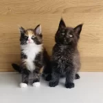 Değerini Bilene Xxl Maine Coon Bebeklerim