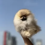 Ankaranın En Elit Teddy Face Suratlı Pomeranian Yavruları