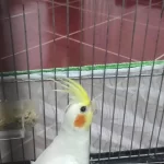 Sağlıklı Erkek Sultan Papağanı Yavrusu