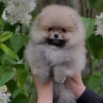 Pomeranian Boo Yavrulari