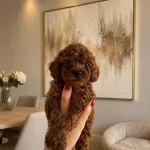 Toy Poodle Bebekler Ev Üretimi