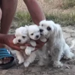Orjinal Maltese Terrier Bebekler