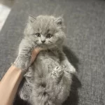 Safkan British Longhair Yavrumuza Sevgi Dolu Yeni Yuva