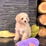 Akıllı Ve Tüy Dökmeyen Karakteriyle Maltipoo Yavrusu
