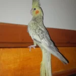 Sultan Papağanı Yavru Ve Damızlık Kuşlar