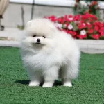 Petmode Köpek Çiftliğinden Teddy Face Pomeranian