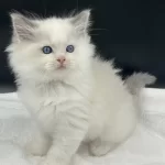 Şampiyon Şecereli Soyu Safkan Ragdoll Yavruları