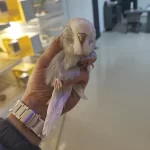 Alıştırmalık Show Jumbo Muhabbet Kuşlar 60 Günlük